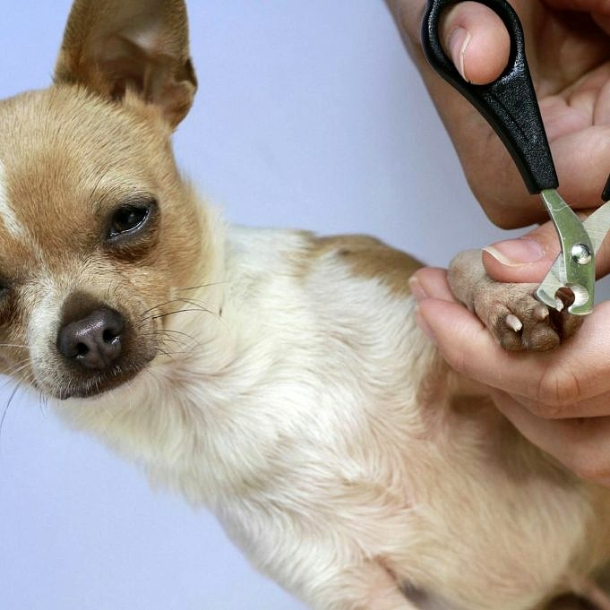 11 Conseils Simples Pour Couper Et Tailler Les Ongles De Votre Chihuahua