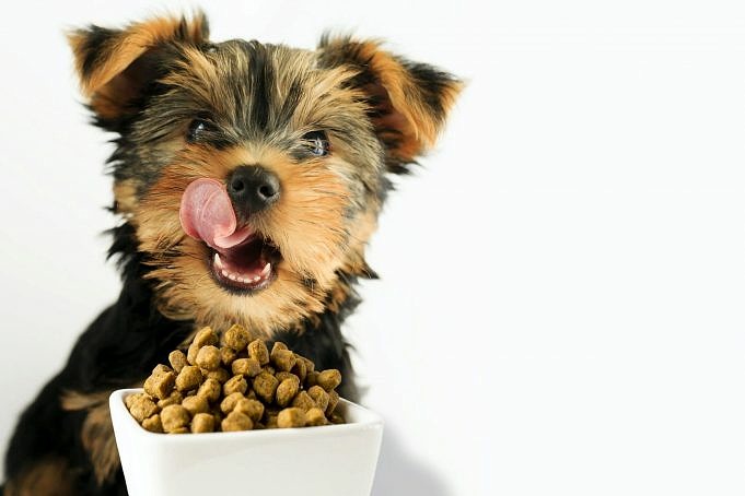 Acide Aminé Le Nutriment Stealth Dog Food Est Plus Essentiel Que Les Protéines
