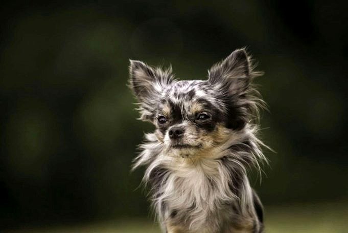 Chihuahua Bleu Merle ! Guide Complet