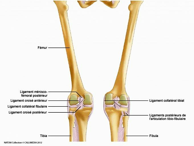 Comment Renforcer Les Articulations Et Les Ligaments