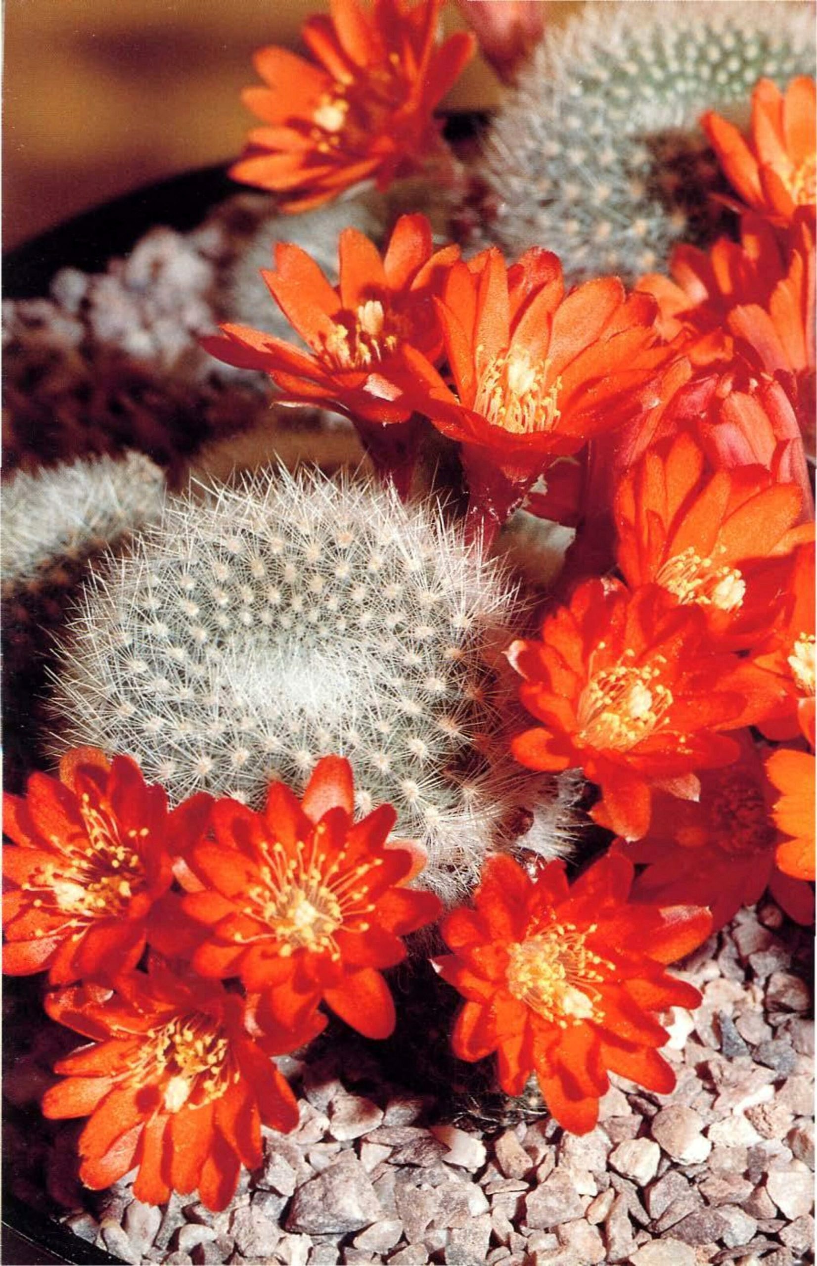 Guide Rebutia Fiebrigii. Comment Prendre Soin Du Cactus a Couronne Orange.