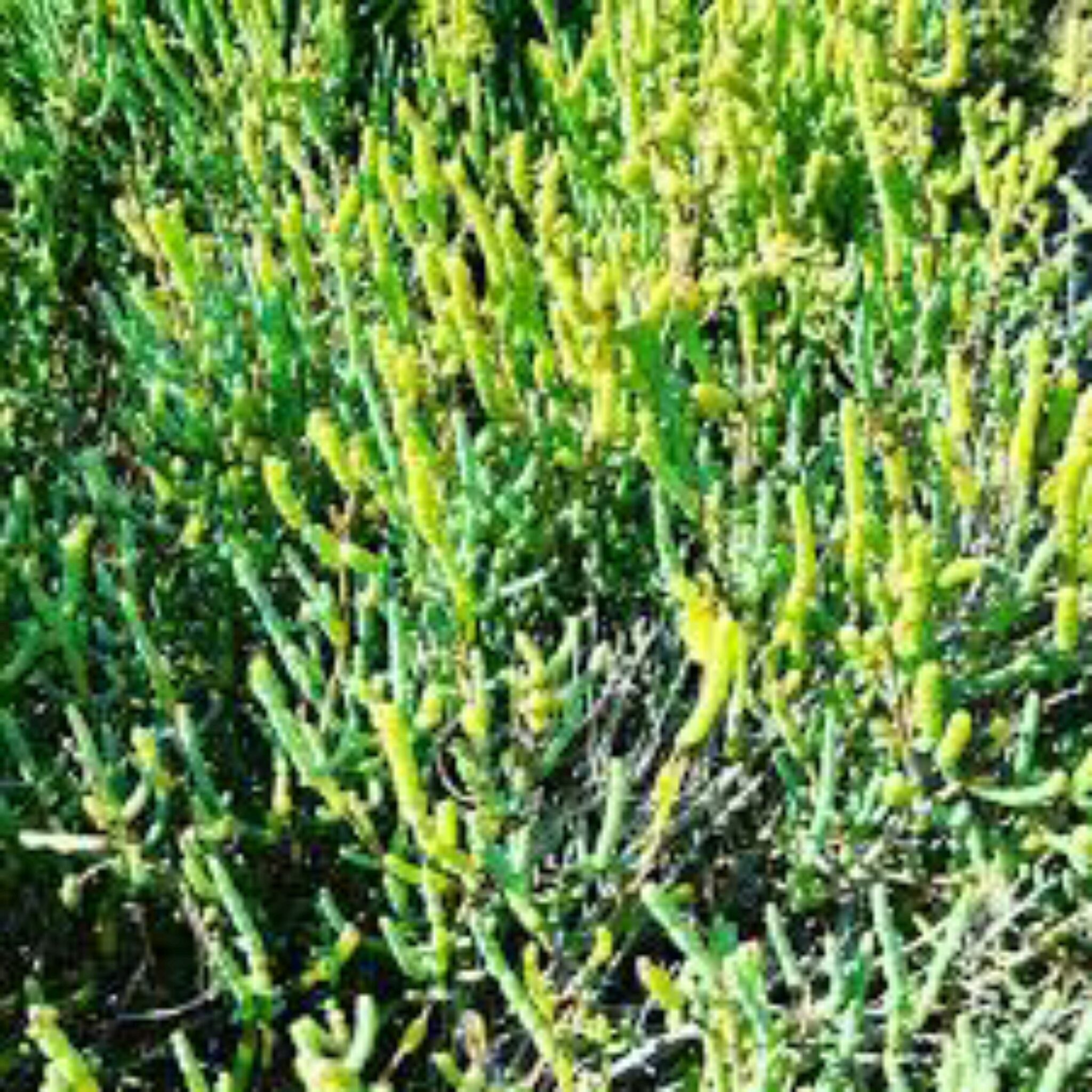 Guide Salicornia Europaea. Comment Prendre Soin De La Salicorne Commune.