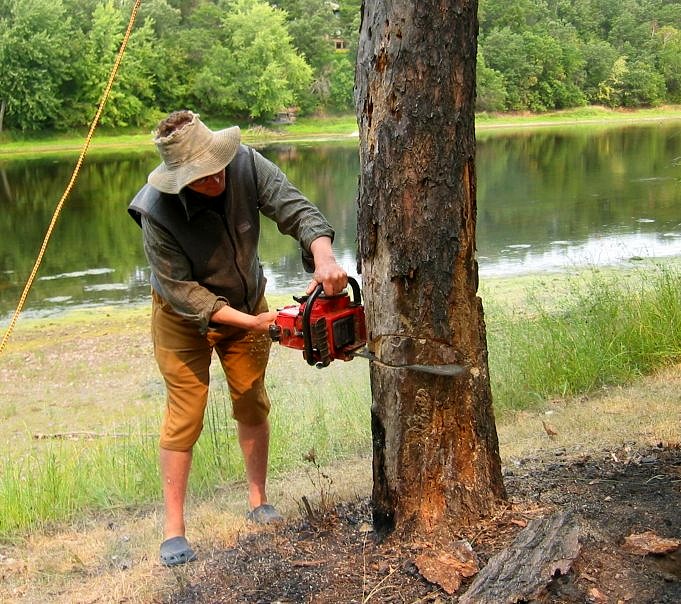 In 7 Easy Steps How To Cut A Small Tree With A Chainsaw