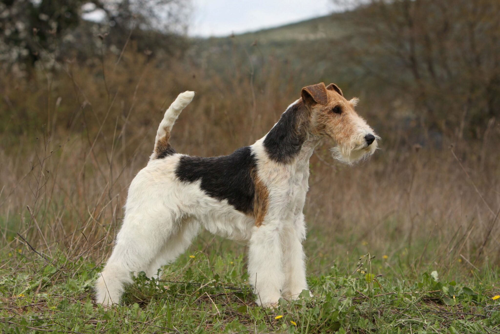 Informations Sur Les Races De Chiens Lakeland Terrier. Images Caracteristiques Et Faits