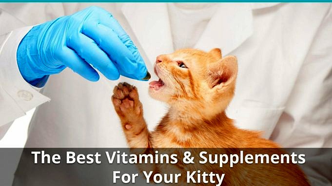 Meilleures Vitamines Et Suppléments Pour Chats Nous Sommes Tous Des Chats
