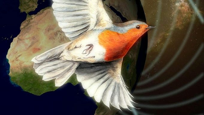 Pour Migrer, Les Oiseaux Utilisent Leurs Yeux Pour Voir Les Champs Magnétiques