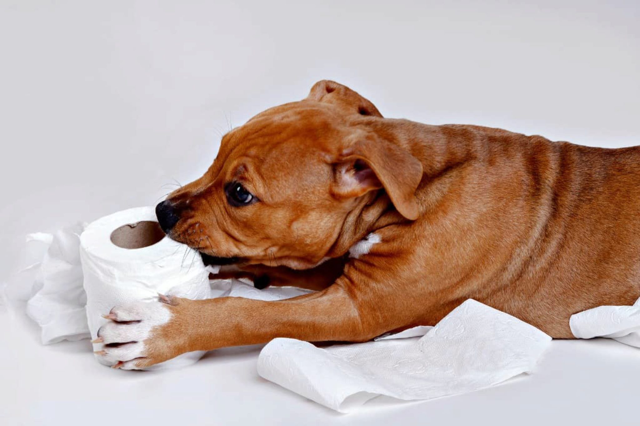 Puppy Pad Training 101 Comment Apprendre à Votre Chiot à Utiliser Des Tampons De Pot
