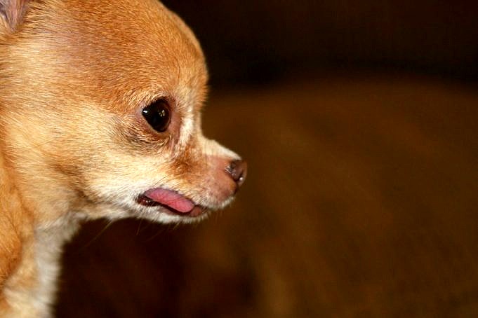 Tête De Pomme Chihuahua. Guide Complet