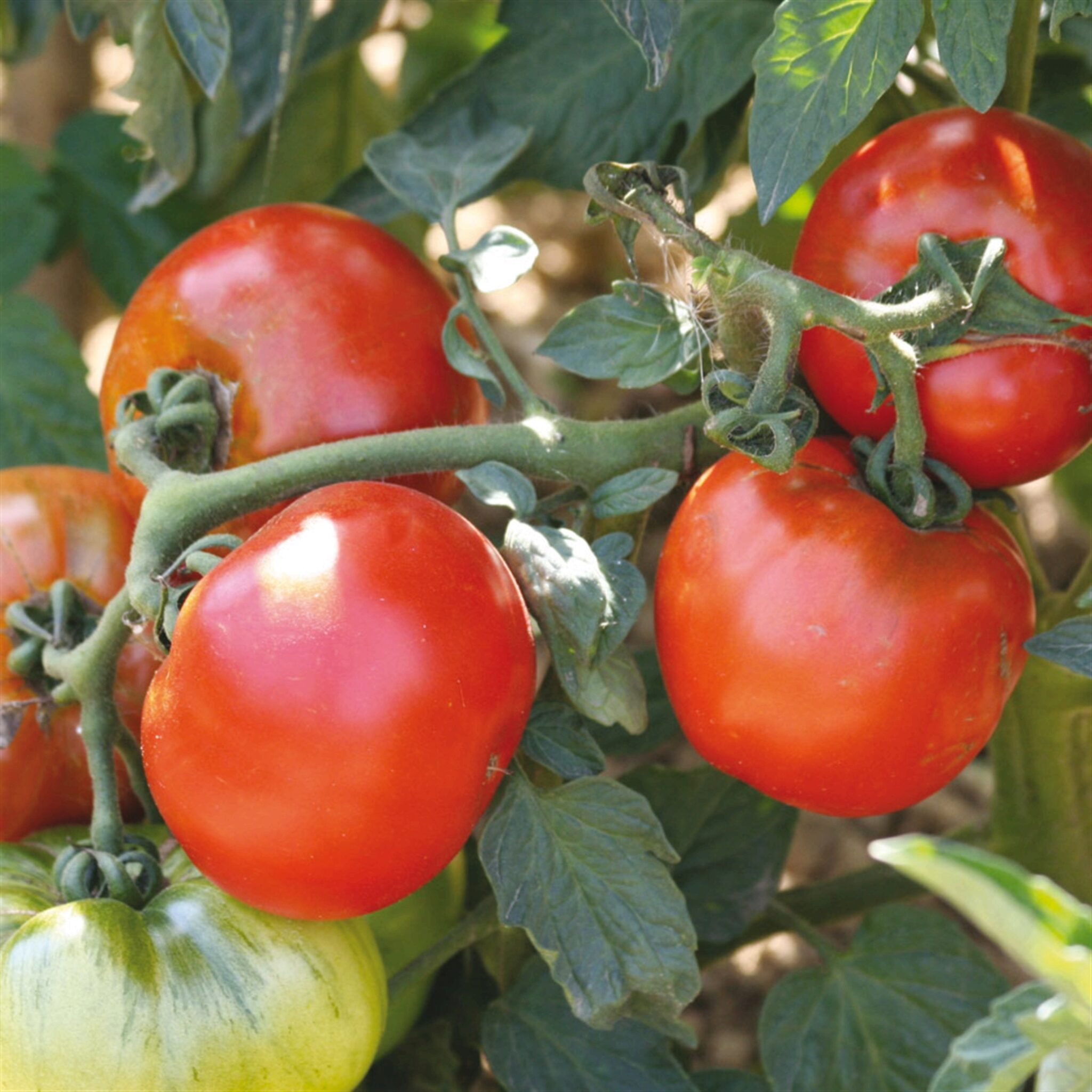 chainsawjournal Quand Planter Des Tomates Lart De Cultiver Des Tomates